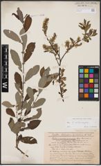 Foto von Salix aurita L. x Salix caprea L.